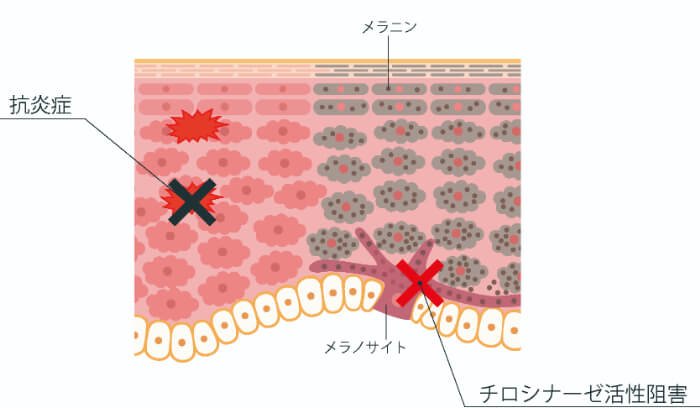 マグワ根皮エキス｜化粧品としての効果は？【美容成分大全】