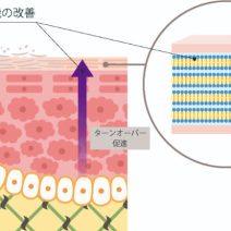 ライスパワーNo.11｜化粧品として、どんな効果が？【美容成分大全】