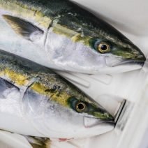 ブリの「栄養」と「糖質」まとめ｜ダイエット・美容への取り入れ方