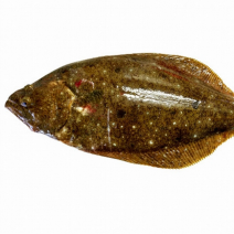 ヒラメの「栄養」と「糖質」まとめ｜ダイエット・美容への取り入れ方