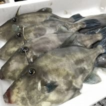 カワハギの「栄養」と「糖質」まとめ｜ダイエット・美容への取り入れ方