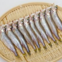 シシャモの「栄養」と「糖質」まとめ｜ダイエット・美容への取り入れ方