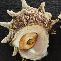 サザエの「栄養」と「糖質」まとめ｜ダイエット・美容への取り入れ方