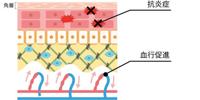 抗炎症の図解