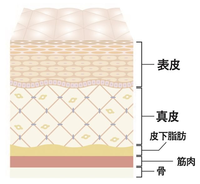 肌断面図