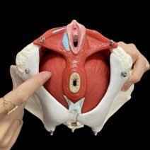 自己流は効果薄!? 骨盤底筋を鍛えるなら、まずはプロに指導を受けるのが近道！【骨盤底筋トレーング・フォローアップ編②】