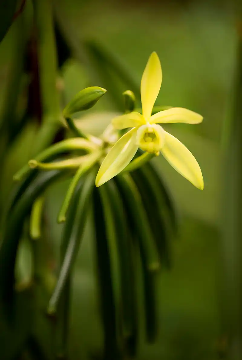 ヴァニラの花