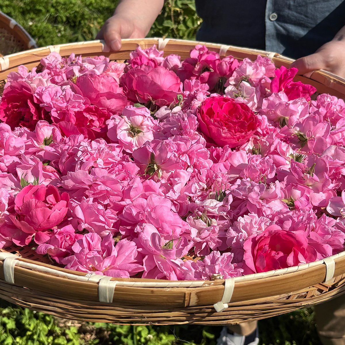 【美的GRANDスタッフのGO SEE BEAUTY】植物を摘み、自然の恵みを感じる。「フルーツルーツ」農場ツアー体験記